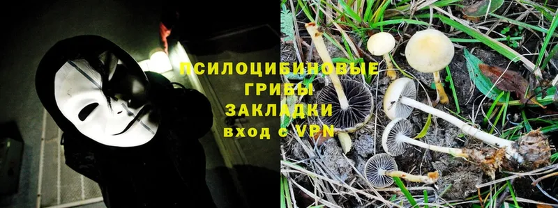 купить закладку  Миллерово  Псилоцибиновые грибы Psilocybine cubensis 